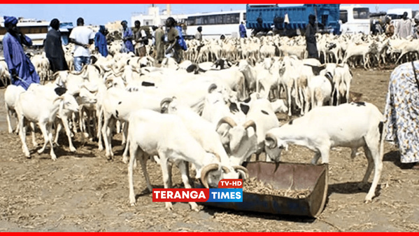 Tabaski 2025 : Une fête sous le signe de la solidarité, de la sécurité et de la souveraineté économique Tabaski 2025 : Une fête sous le signe de la solidarité, de la sécurité et de la souveraineté économique