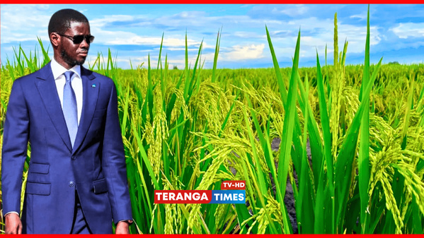 AGRICULTURE ET ÉCONOMIE BLEUE : L’ÉTAT ACCÉLÈRE LA CADENCE POUR UNE TRANSFORMATION DURABLE AGRICULTURE ET ÉCONOMIE BLEUE : L’ÉTAT ACCÉLÈRE LA CADENCE POUR UNE TRANSFORMATION DURABLE