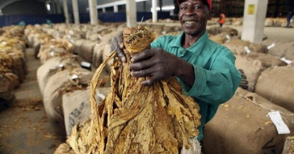 Tabac : Le Zimbabwe franchit les 300 millions de kilos et dépasse le milliard de dollars de revenus