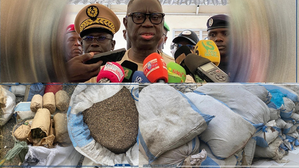 Casamance : près de 400 hectares de chanvre indien détruits dans les îles Karones Casamance : près de 400 hectares de chanvre indien détruits dans les îles Karones