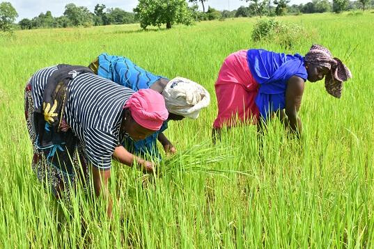FRSP – 230 milliards pour la résilience alimentaire : le Sénégal engage une révolution agricole jusqu’en 2030 FRSP – 230 milliards pour la résilience alimentaire : le Sénégal engage une révolution agricole jusqu’en 2030