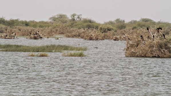 Ross Béthio : Un jeune talibé de 11 ans retrouvé noyé dans un canal d’irrigation Ross Béthio : Un jeune talibé de 11 ans retrouvé noyé dans un canal d’irrigation