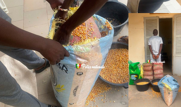 Coup de filet anti-drogue à Fatick : un trafiquant arrêté avec 18 kg de chanvre Coup de filet anti-drogue à Fatick : un trafiquant arrêté avec 18 kg de chanvre