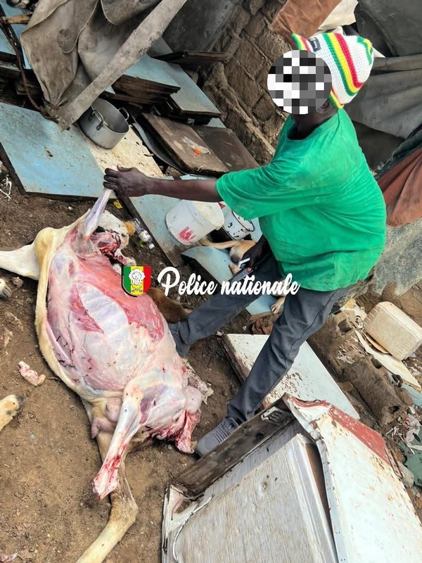 Diamaguène Sicap Mbao : un homme arrêté pour maltraitance animale et vente de viande avariée Diamaguène Sicap Mbao : un homme arrêté pour maltraitance animale et vente de viande avariée
