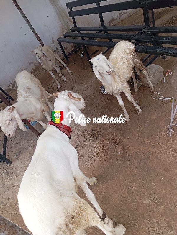 Thiaroye: Arrestation d’un gang impliqué dans un vol de 63 millions FCFA Thiaroye: Arrestation d’un gang impliqué dans un vol de 63 millions FCFA