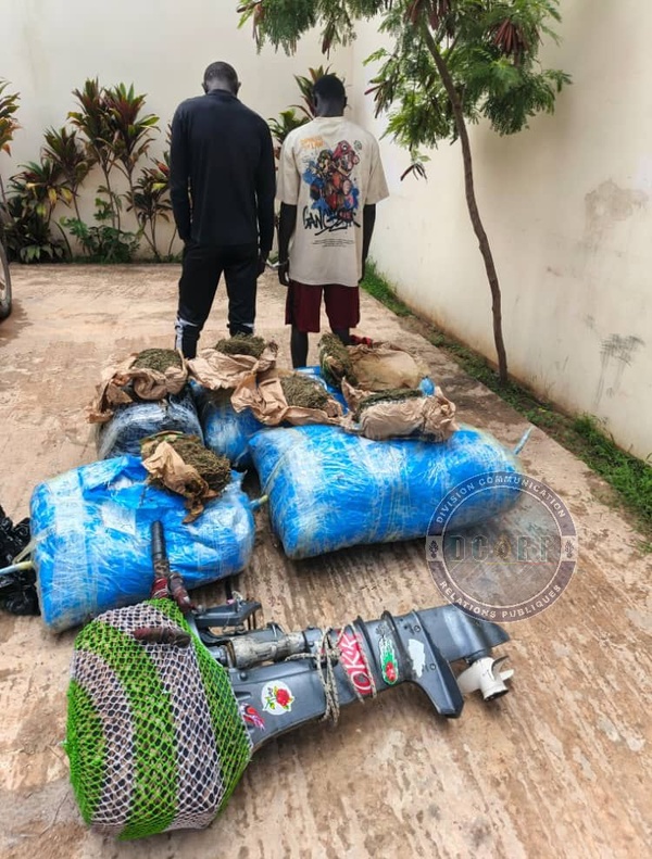 Lutte contre le trafic de drogue: 243 kg de chanvre indien saisis à Thiaroye-sur-Mer Lutte contre le trafic de drogue: 243 kg de chanvre indien saisis à Thiaroye-sur-Mer