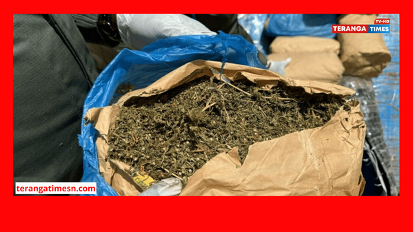 Saisie de 153 kg de chanvre indien à Kafountine : Un trafiquant en fuite Saisie de 153 kg de chanvre indien à Kafountine : Un trafiquant en fuite