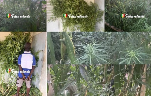 Kédougou : un boulanger arrêté avec 30 pieds de chanvre indien près de son domicile Kédougou : un boulanger arrêté avec 30 pieds de chanvre indien près de son domicile