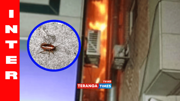 Corée du Sud: Une jeune femme tente de tuer un cafard avec un lance-flammes et provoque un incendie mortel