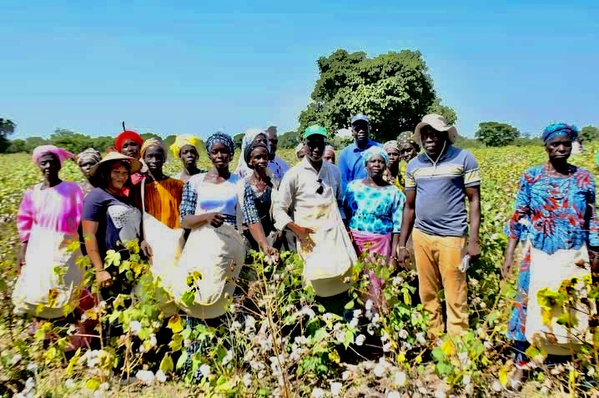 Dr. Mabouba Diagne déclenche l’offensive coton à l’est du sénégal Dr. Mabouba Diagne déclenche l’offensive coton à l’est du sénégal