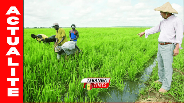 Pastef de Dagana en tournée pour défendre les priorités du Walo face à la montée des eaux et au défi de l’emploi Pastef de Dagana en tournée pour défendre les priorités du Walo face à la montée des eaux et au défi de l’emploi