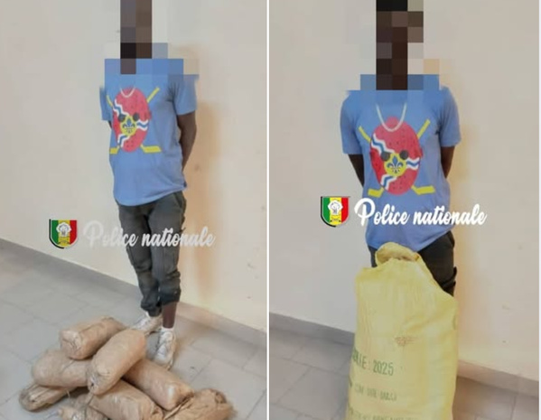 Saisie de 10 kg de chanvre indien à Thiès : un suspect interpellé, un autre en fuite