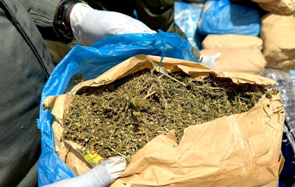 HLM Biscuiterie: Un menuisier aluminium arrêté pour trafic de chanvre indien à la veille d'un combat de lutte HLM Biscuiterie: Un menuisier aluminium arrêté pour trafic de chanvre indien à la veille d'un combat de lutte