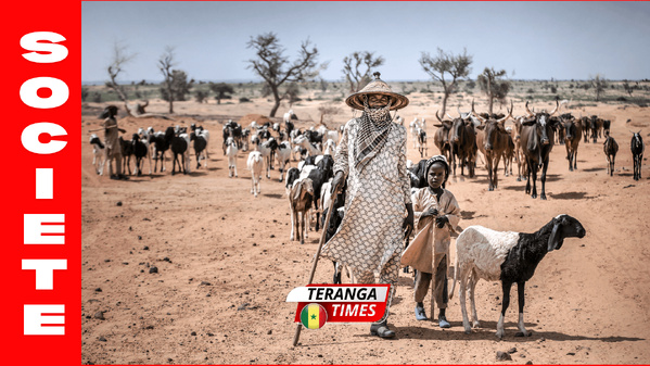 Koumpentoum: un berger avoue le meurtre de son frère et invoque une ivresse au whisky Koumpentoum: un berger avoue le meurtre de son frère et invoque une ivresse au whisky