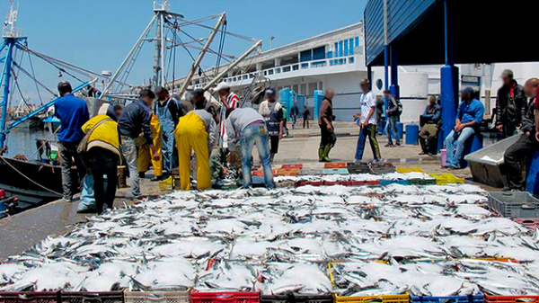 Pêche à Thiès : 130 000 tonnes débarquées pour une valeur de 80 milliards FCFA en 2025 Pêche à Thiès : 130 000 tonnes débarquées pour une valeur de 80 milliards FCFA en 2025