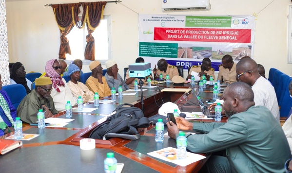 Podor : Présentation du Projet de Production de Riz Irrigué dans la vallée du Fleuve Sénégal