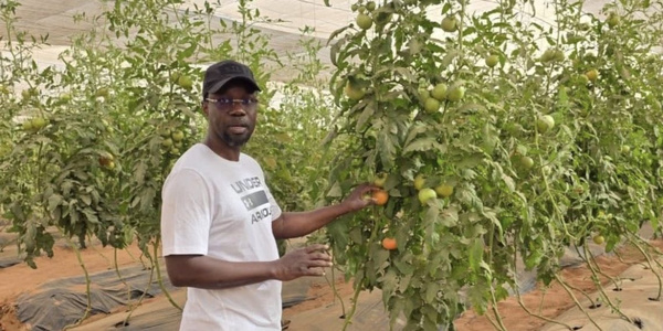 « Retournons tous aux champs ! », l'appel vibrant d'Ousmane Sonko pour la souveraineté « Retournons tous aux champs ! », l'appel vibrant d'Ousmane Sonko pour la souveraineté