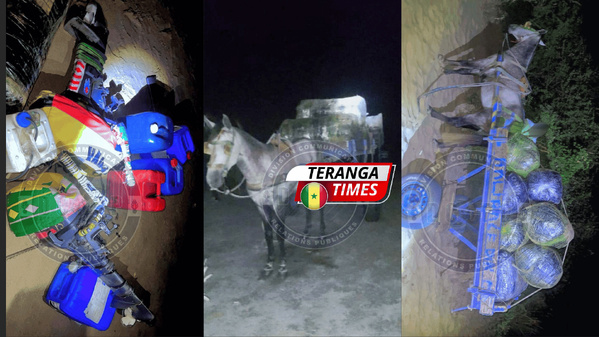 Lutte contre la drogue: La gendarmerie saisit 510 kg de chanvre indien à Joal Lutte contre la drogue: La gendarmerie saisit 510 kg de chanvre indien à Joal