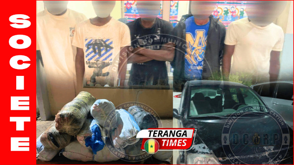 Coup de filet majeur à Mbour ! La Gendarmerie saisit plus de 800 kg de chanvre indien en 48h