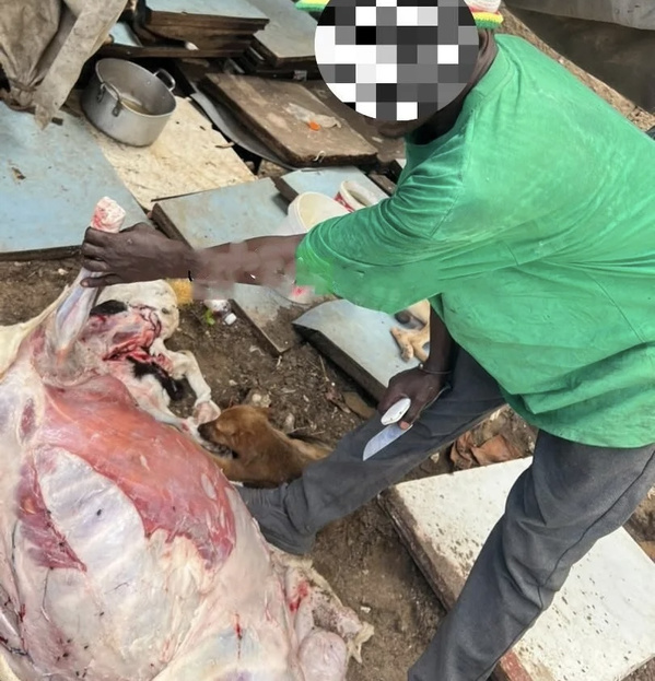 Guédiawaye : interpellation d’un individu après une tentative de cuisiner un chien Guédiawaye : interpellation d’un individu après une tentative de cuisiner un chien