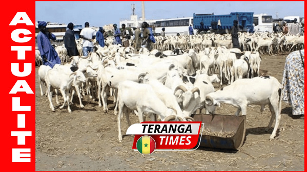 Tabaski 2026: l’État sénégalais rassure sur l’approvisionnement en moutons Tabaski 2026: l’État sénégalais rassure sur l’approvisionnement en moutons