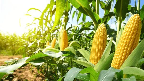 Autosuffisance en moutons de Tabaski : Un marché de 1 000 milliards de FCFA à moderniser d'urgence au Sénégal