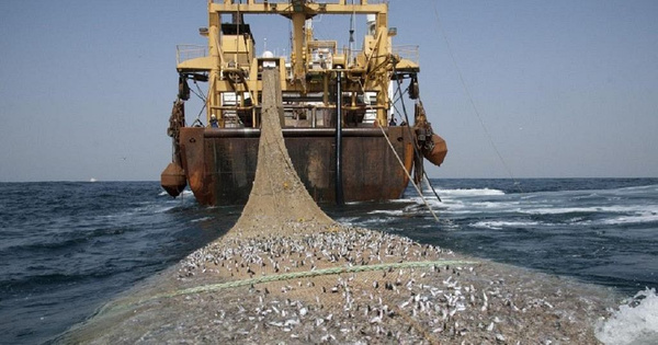 Économie & Secteur Halieutique : Licences de pêche démersale côtière : Le GAIPES dénonce une « forfaiture maquillée » et exige le retrait immédiat de l'arrêté ministériel Économie & Secteur Halieutique : Licences de pêche démersale côtière : Le GAIPES dénonce une « forfaiture maquillée » et exige le retrait immédiat de l'arrêté ministériel