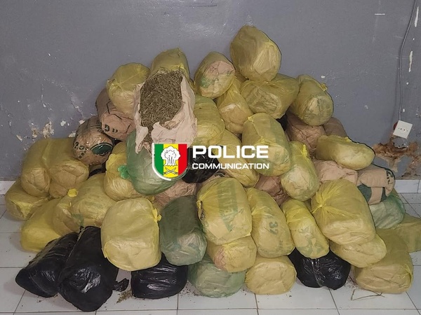 Sédhiou : La Brigade des Stupéfiants saisit 91 kg de chanvre indien après une traque nocturne Sédhiou : La Brigade des Stupéfiants saisit 91 kg de chanvre indien après une traque nocturne