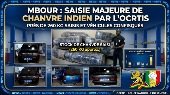 Mbour: L'OCRTIS frappe fort avec la saisie de 260 kg de chanvre indien Mbour: L'OCRTIS frappe fort avec la saisie de 260 kg de chanvre indien