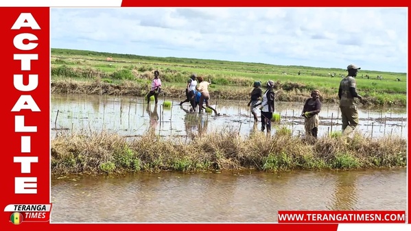 À Djibélor, les semences qui doivent sauver le riz de Casamance