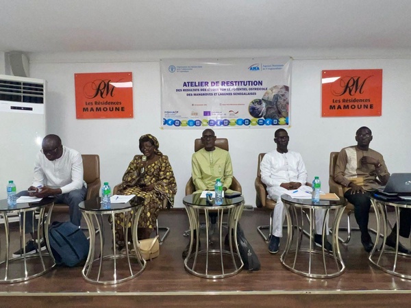 Filière ostréicole : l’ANA dévoile le potentiel des mangroves et lagunes du Sénégal