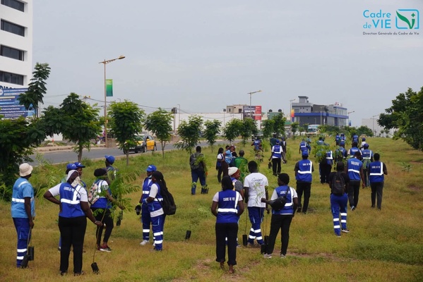 Dakar : La Direction Générale du Cadre de Vie végétalise le boulevard Aliou Ardo Sow sur la VDN Dakar : La Direction Générale du Cadre de Vie végétalise le boulevard Aliou Ardo Sow sur la VDN