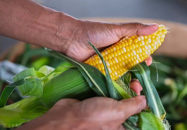 Agriculture: la récolte de maïs en France chute de près de 50 % en 2026 Agriculture: la récolte de maïs en France chute de près de 50 % en 2026