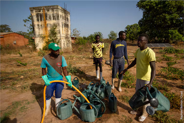 Casamance : le projet CHANGES mise sur l’agroécologie et la sécurité alimentaire