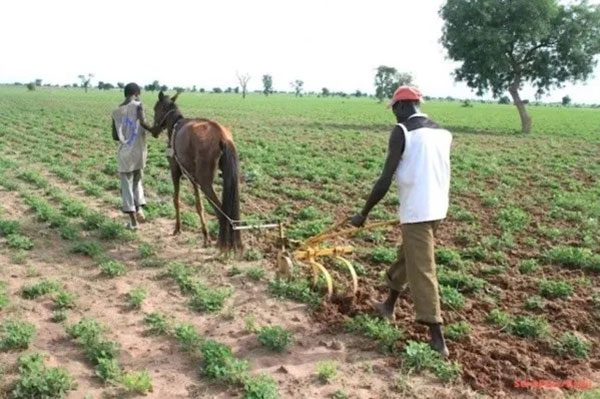 Meurtre à Kaffrine – Un cultivateur tué à coups de hache par son propre frère
