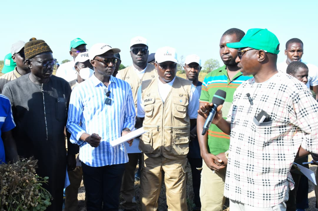 Campagne agricole 2024-2025: le sénégal en passe de dépasser les 900 000 tonnes d’arachide