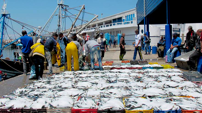 Pêche à Thiès : 130 000 tonnes débarquées pour une valeur de 80 milliards FCFA en 2025