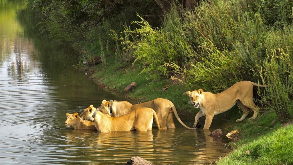 BIODIVERSITÉ : La population de lions a plus que doublé au Parc Niokolo-Koba