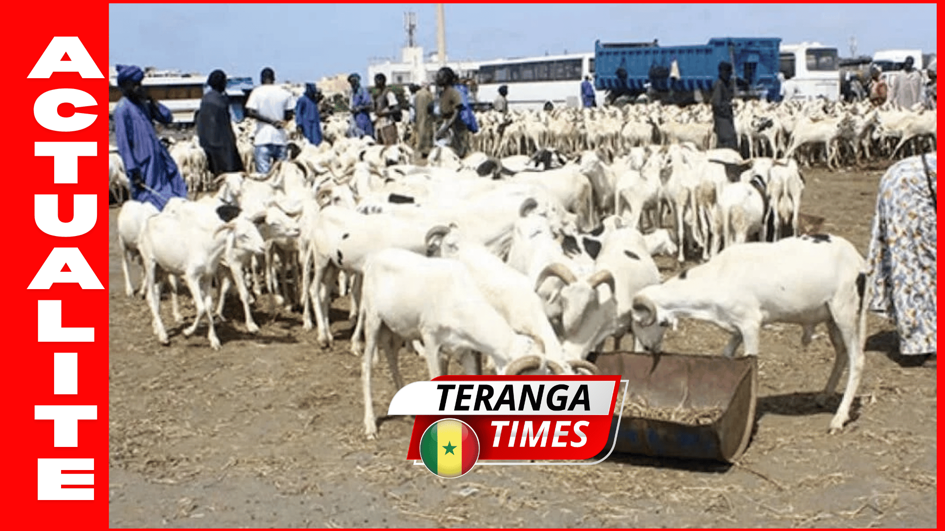 Tabaski 2026: l’État sénégalais rassure sur l’approvisionnement en moutons