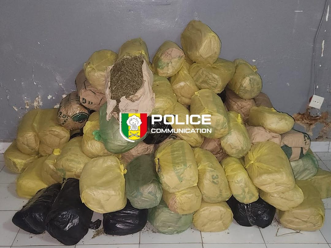 Sédhiou : La Brigade des Stupéfiants saisit 91 kg de chanvre indien après une traque nocturne