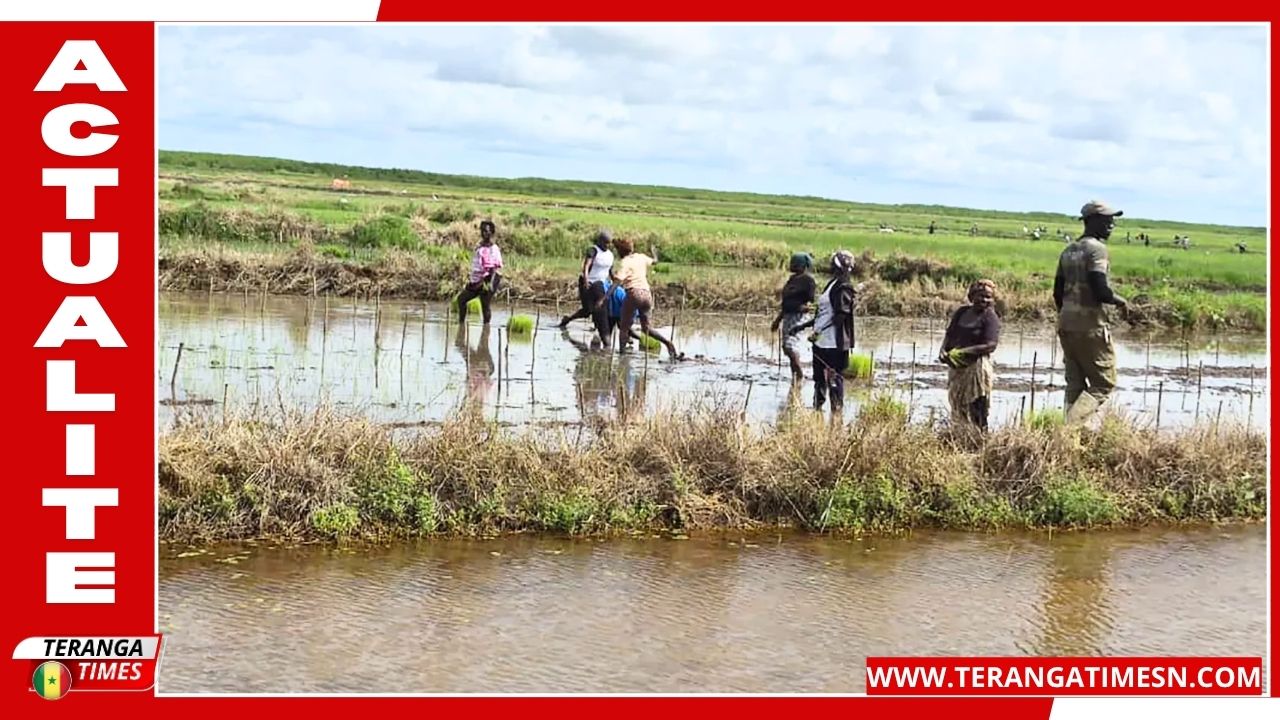 À Djibélor, les semences qui doivent sauver le riz de Casamance