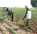 https://www.terangatimesn.com/Meurtre-a-Kaffrine-Un-cultivateur-tue-a-coups-de-hache-par-son-propre-frere_a415.html