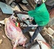 https://www.terangatimesn.com/Diamaguene-Sicap-Mbao-un-homme-arrete-pour-maltraitance-animale-et-vente-de-viande-avariee_a1071.html