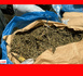 https://www.terangatimesn.com/Saisie-de-153-kg-de-chanvre-indien-a-Kafountine-Un-trafiquant-en-fuite_a1142.html