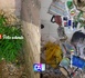 https://www.terangatimesn.com/Tivaouane-Peulh-la-BRS-de-Dakar-demantele-un-reseau-de-trafic-de-chanvre-indien_a1472.html