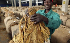 Tabac : Le Zimbabwe franchit les 300 millions de kilos et dépasse le milliard de dollars de revenus