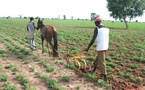 Meurtre à Kaffrine – Un cultivateur tué à coups de hache par son propre frère