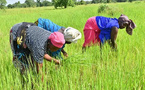FRSP – 230 milliards pour la résilience alimentaire : le Sénégal engage une révolution agricole jusqu’en 2030