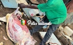 Diamaguène Sicap Mbao : un homme arrêté pour maltraitance animale et vente de viande avariée