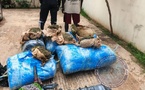 Lutte contre le trafic de drogue: 243 kg de chanvre indien saisis à Thiaroye-sur-Mer